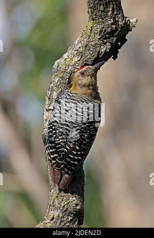 Hoffmann's Woodpecker (Melanerpes hoffmannii) adult male clinging to dead branch San Jose, Costa Rica           March Stock Photo