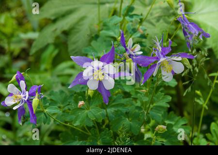 The Colorado state flower, the Columbine blooms in Steamboat Springs Stock Photo