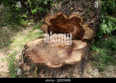 Cutting down tree and fresh cut down stump in the city. A tree cut into pieces with a chainsaw. Seasonal emergency and sanitary pruning of trees Stock Photo