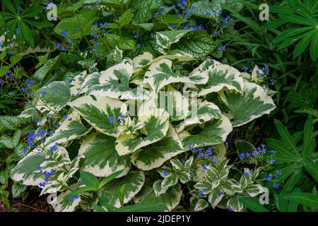 Blue forget me not flowers adorn a Brunnera Jack Frost plant in Steamboat Springs Stock Photo