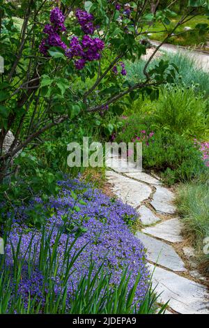 Purple lilacs and phlox along a path in Steamnboat Springs Colorado Stock Photo