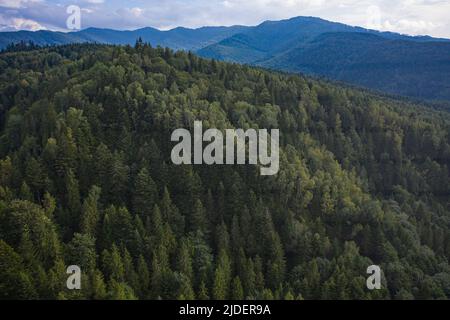 Skole Beskids National Nature Park. View from drone on forest, mountain Stock Photo