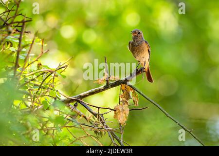 The common redstart, a young male bird, perched on a little branch with dry leaves, vocalizing. Blurry green and yellow background. Sunny summer day Stock Photo