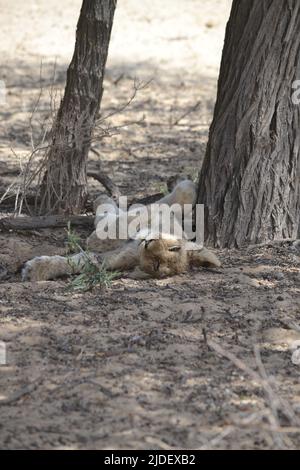 Cute young lion children sleeps in the Kruger National Park in South Africa at safari in Mpumalanga. Stock Photo