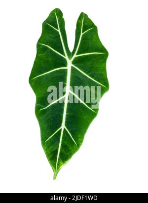 Isolated alocasia micholitziana or green velvet taro (family Araceae). It is endemic to the island of Luzon in the Philippines Stock Photo