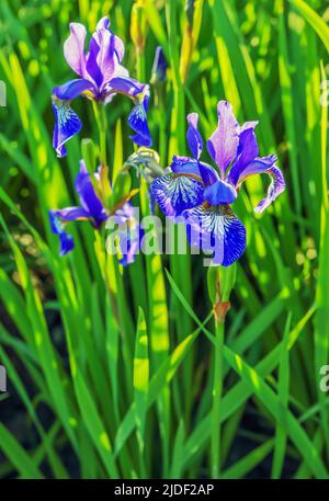 Blue iris on a green, blurry background in Poland Stock Photo