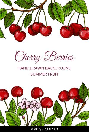 Colorful vertical cherry design. Vector illustration in colored sketch style Stock Vector