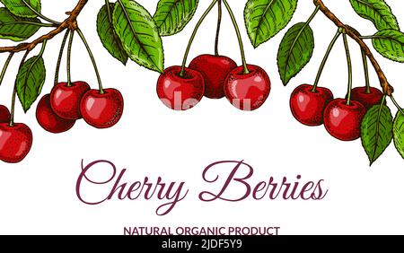 Colorful horizontal cherry design. Vector illustration in colored sketch style Stock Vector