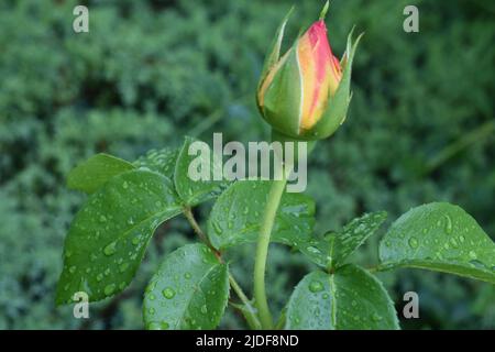 Newly formed multi colored rose bud on a blurred green background with in focus water drops on the foreground leaves-01 Stock Photo