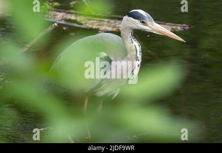 Berlin, Germany. 17th May, 2022. A heron, or gray heron (Ardea cinerea), stands in the zoo. Credit: Hauke Schröder/dpa-Zentralbild/dpa/Alamy Live News Stock Photo