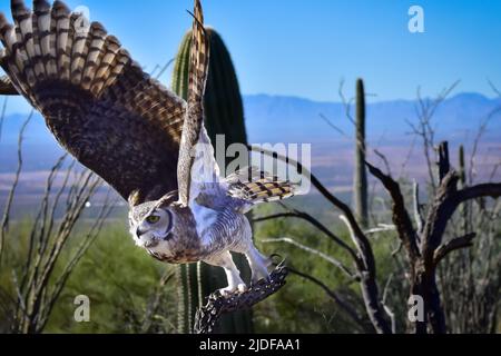 A Great Horned Owl ready for take-off. Owl is located in the Sonoran Desert. Stock Photo
