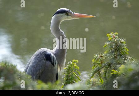Berlin, Germany. 17th May, 2022. A heron, or gray heron (Ardea cinerea), stands on the Landwehr Canal. Credit: Hauke Schröder/dpa-Zentralbild/dpa/Alamy Live News Stock Photo