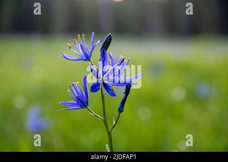 Meadows in Yosemite National Park explode with color in the spring, as wildflowers such as lupine and camas lily bloom. Stock Photo