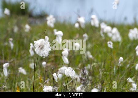 Common cotton grass (Eriophorum angustifolium, cottongrass, common cottonsedge) plants growing on marsh or bog area of Thursley Common NNR, Surrey, UK Stock Photo