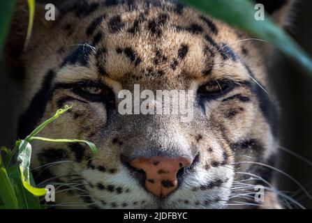 Male clouded leopard (close-up) Stock Photo