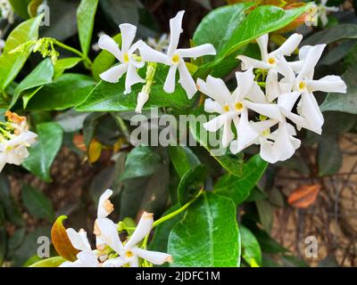 Jasminum officinale, common jasmine Stock Photo