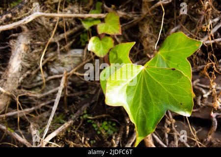 old English Ivy (Hedera helix) new shoot and stems matted together on a stone wall Stock Photo