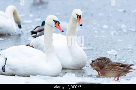 Freezing water. Wild birds, swans, and ducks swimming in a hole pattern. Crushed ice on the lake. Wild birds in a frozen pond in winter. Stock Photo