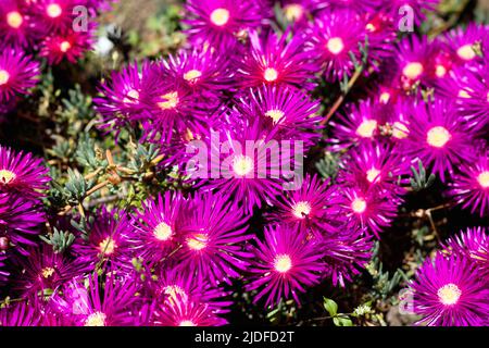 The hardy ice plant or Delosperma succulent pink flower, perennial ground cover with daisy-like purple flowers Stock Photo