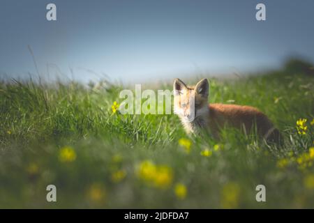 Fox Kit Portrait Stock Photo