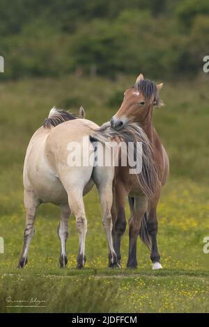 Chevaux Henson dans la baie de Somme Stock Photo