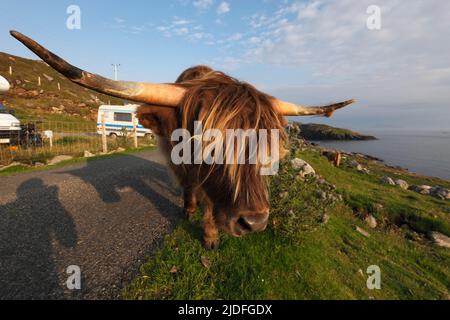 Highland cattle launching a mock attack, Huisnis, Isle of Lewis, The Outer Hebrides, Scotland; The Highland, Scottish Gaelic: Bò Ghàidhealach; Hielan Stock Photo