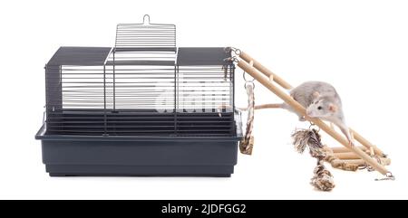 Cute bicolor rat with a cage on white background Stock Photo - Alamy