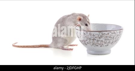 Cute bicolor rat with a bowl on white background Stock Photo - Alamy