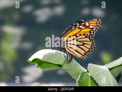 Side view of a female monarch butterfly (danaus plexippus) laying eggs on milkweed (asclepias) leaves. Stock Photo