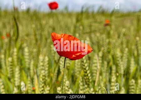 Coquelicots dans la baie de Somme Stock Photo