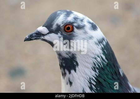 Closeup profile of a beautiful New York City pigeon Stock Photo