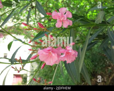 Close-up of a cluster of bright pink flowers and new shoots on the Oleander tree; growing in the southern French city of Viviers. Stock Photo