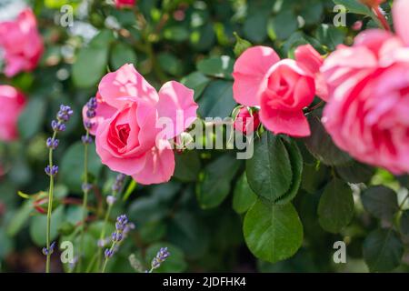 Leonardo da Vinci hot pink rose blooming in summer garden. Gardener enjoys blossom. Meilland selection roses flowers Stock Photo