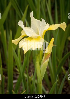 The pale yellow flower, Siberian iris 'Butter and Sugar' growing in a UK. Stock Photo