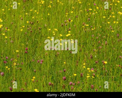 Buttercups and clover growing in a summer meadow. Stock Photo