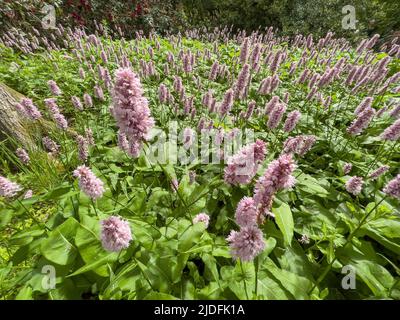 The pale pink flowers of Persicaria bistorta 'Superba' growing in a UK garden. Stock Photo