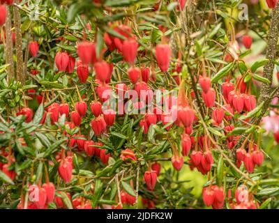 The red flowers of Crinodendron hookerianum, commonly know at the lantern tree. Stock Photo