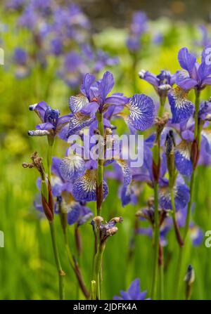 Purple Siberian Iris growing in a UK garden. Stock Photo