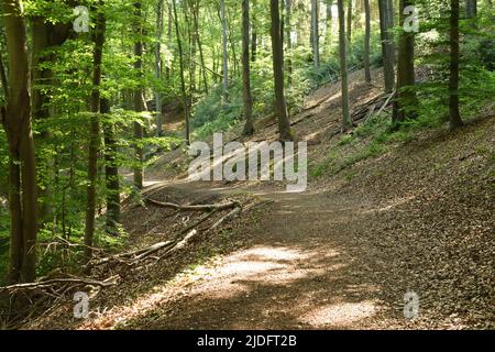 A walk through the forest on a summer morning. Bergisches Land, Germany. Stock Photo