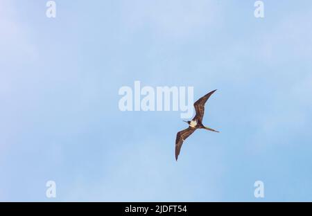 Underneath of a flying pelican Stock Photo - Alamy