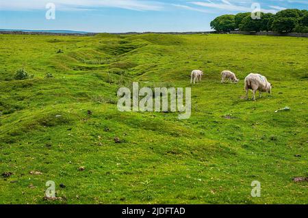 Hollows and hillocks on the old mineral vein of Faucet (Foreside) Rake, scene of many large lead mines, near Rowter Farm in Castleton, Peak District. Stock Photo