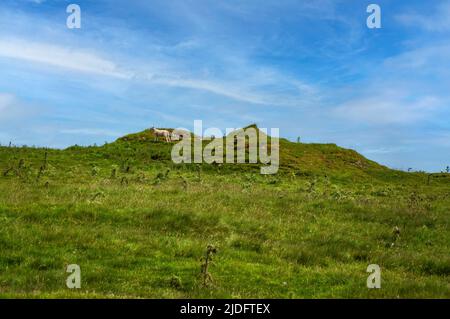 Sheep grazing on the old lime waste tips at the Linacre limekiln site, near Castleton in the White Peak. Stock Photo