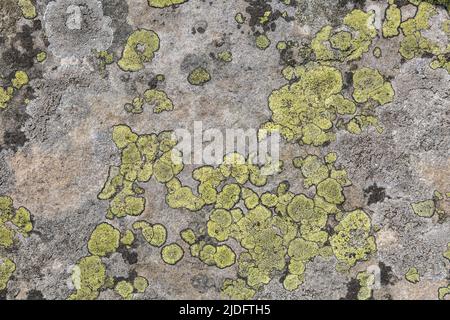 A yellow Moss and lichen, fungus on the stones in the mountains. Grey and yellow abstract stone texture background Stock Photo