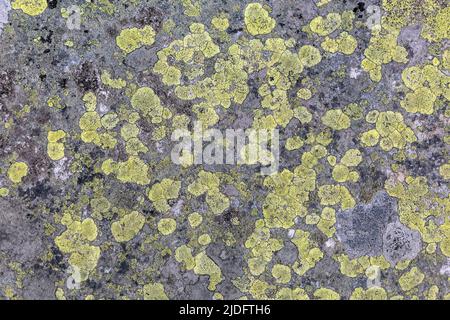 A yellow Moss and lichen, fungus on the stones in the mountains. Grey and yellow abstract stone texture background Stock Photo