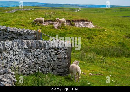 Sheep grazing on the old lime waste tips at the Linacre limekiln site, near Castleton in the White Peak. Stock Photo