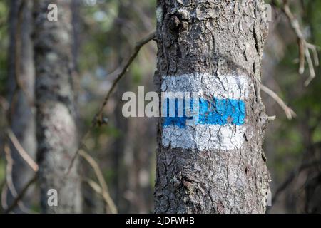 Marking the tourist route painted on the tree in blue and white. Travel route sign in the Carpathians mountains Stock Photo