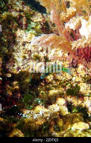 Green ornate Mediterranean female wrasse fish - Thalassoma Pavo Stock Photo