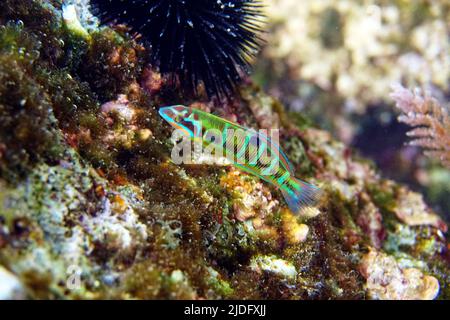 Green ornate Mediterranean female wrasse fish - Thalassoma Pavo Stock Photo