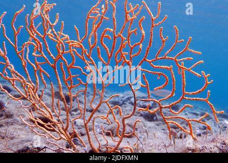 Yellow Mediterranean gorgonian coral - Eunicella cavolini Stock Photo