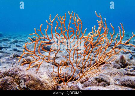 Yellow Mediterranean gorgonian coral - Eunicella cavolini Stock Photo